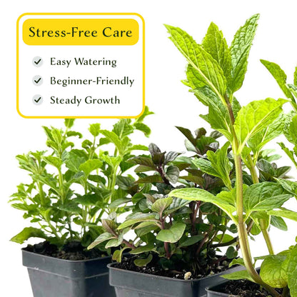 1 Mint Herb Plant Trio: Aromatic Culinary Herbs in 3.5" Cubes | Garden-Ready Spearmint, Peppermint & Strawberry Mint for Fresh Tea/ Cooking