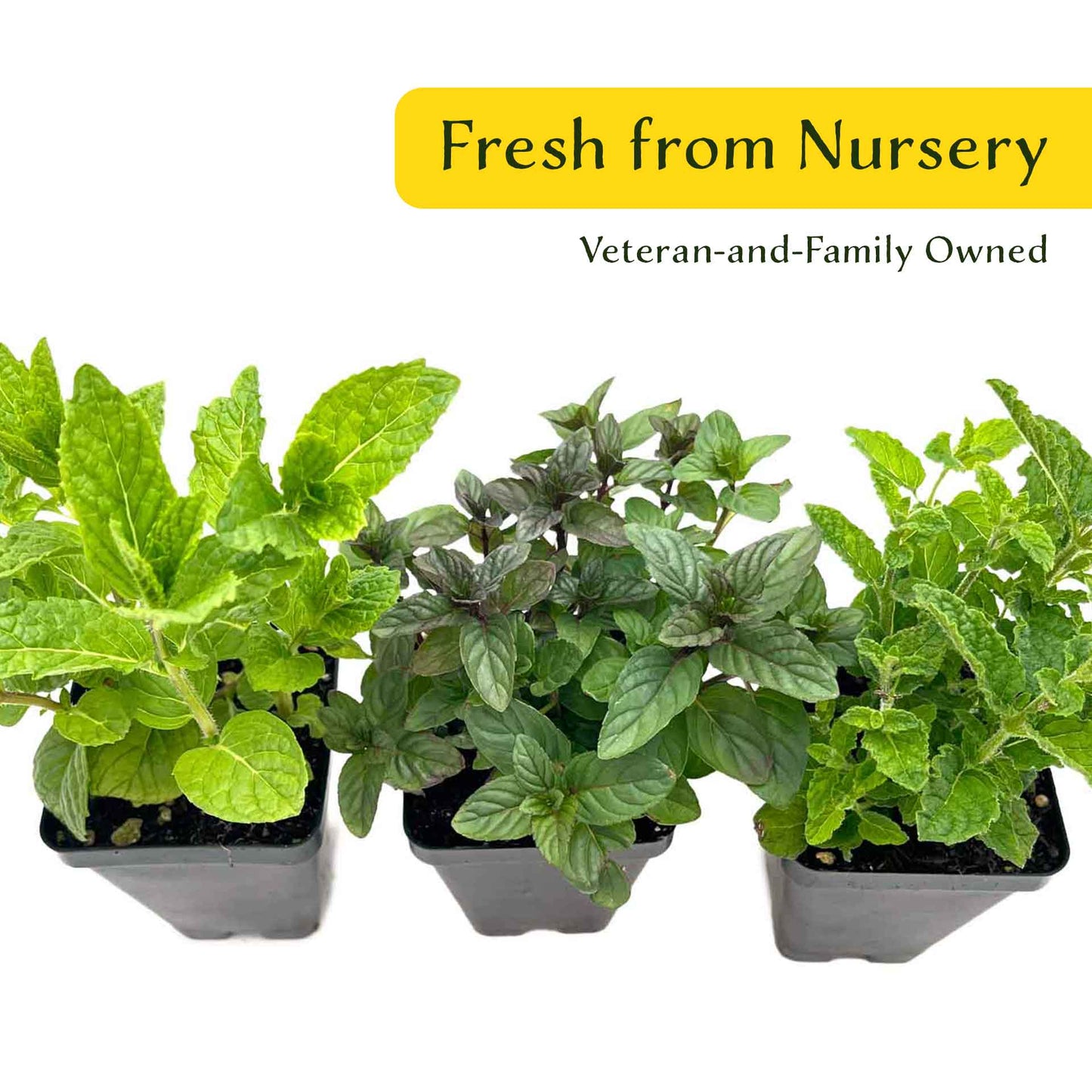 1 Mint Herb Plant Trio: Aromatic Culinary Herbs in 3.5" Cubes | Garden-Ready Spearmint, Peppermint & Strawberry Mint for Fresh Tea/ Cooking