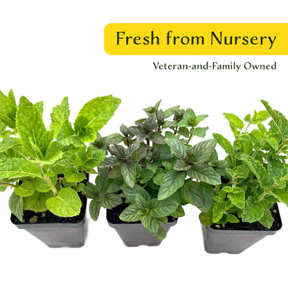 1 Mint Herb Plant Trio: Aromatic Culinary Herbs in 3.5" Cubes | Garden-Ready Spearmint, Peppermint & Strawberry Mint for Fresh Tea/ Cooking
