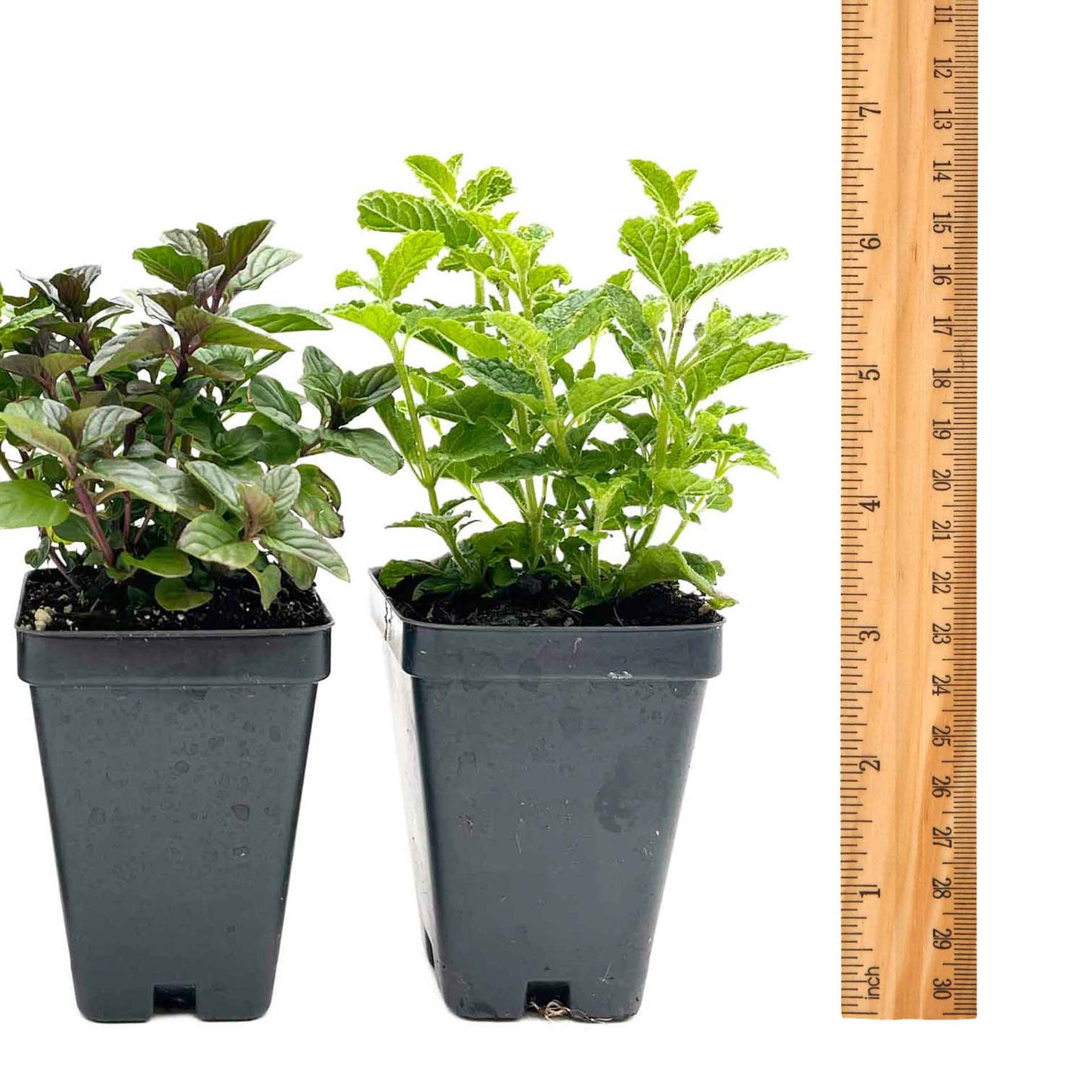 1 Mint Herb Plant Trio: Aromatic Culinary Herbs in 3.5" Cubes | Garden-Ready Spearmint, Peppermint & Strawberry Mint for Fresh Tea/ Cooking