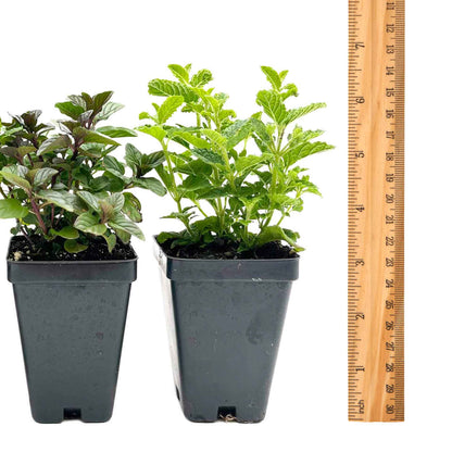 1 Mint Herb Plant Trio: Aromatic Culinary Herbs in 3.5" Cubes | Garden-Ready Spearmint, Peppermint & Strawberry Mint for Fresh Tea/ Cooking