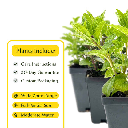 1 Mint Herb Plant Trio: Aromatic Culinary Herbs in 3.5" Cubes | Garden-Ready Spearmint, Peppermint & Strawberry Mint for Fresh Tea/ Cooking