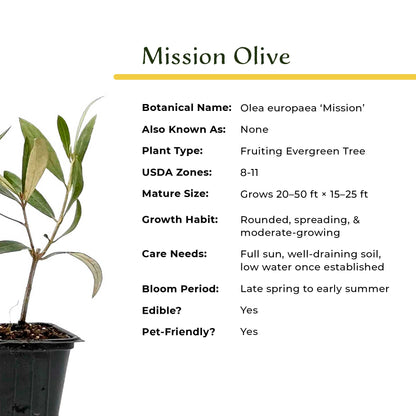 Mission Olive Tree in 2.5″ Cubes (Olea europaea ‘Mission’)