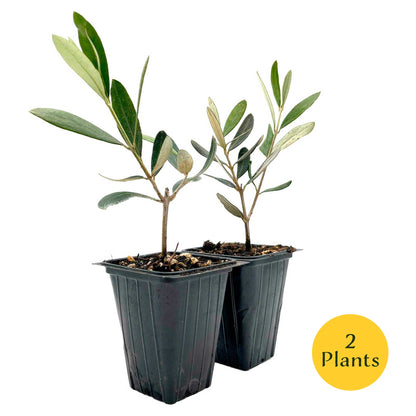 Mission Olive Tree in 2.5″ Cubes (Olea europaea ‘Mission’)