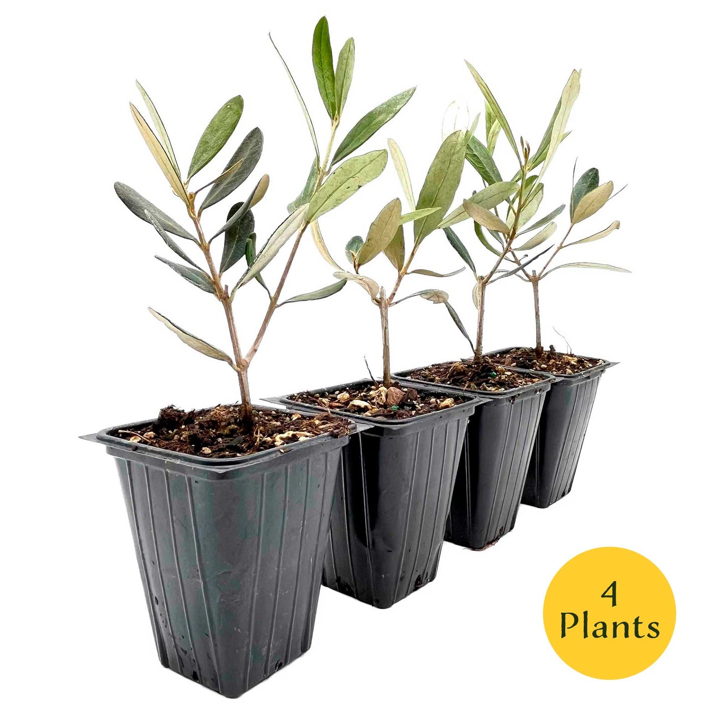 Mission Olive Tree in 2.5″ Cubes (Olea europaea ‘Mission’)