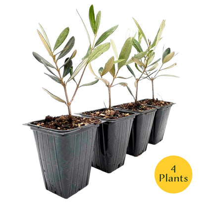 Mission Olive Tree in 2.5″ Cubes (Olea europaea ‘Mission’)