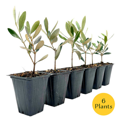 Mission Olive Tree in 2.5″ Cubes (Olea europaea ‘Mission’)