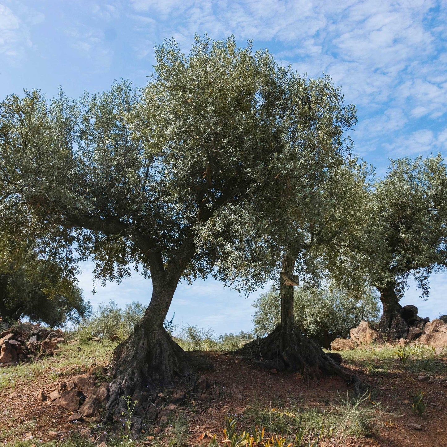 Mission Olive Tree in 2.5″ Cubes (Olea europaea ‘Mission’)