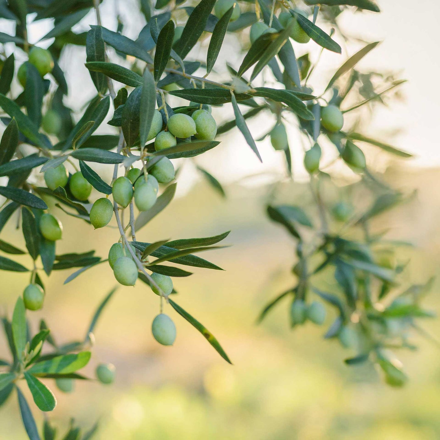 Mission Olive Tree in 2.5″ Cubes (Olea europaea ‘Mission’)