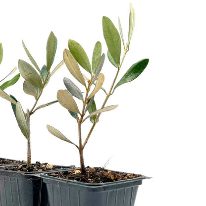 Mission Olive Tree in 2.5″ Cubes (Olea europaea ‘Mission’)