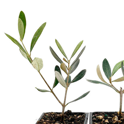 Mission Olive Tree in 2.5″ Cubes (Olea europaea ‘Mission’)