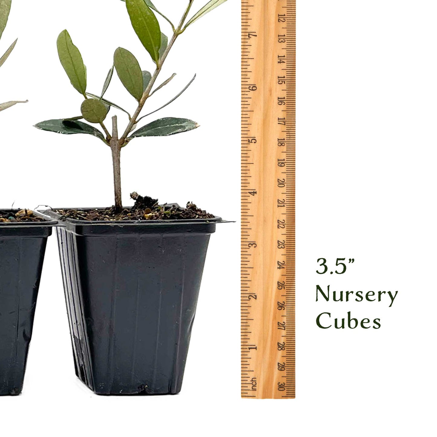 Mission Olive Tree in 2.5″ Cubes (Olea europaea ‘Mission’)