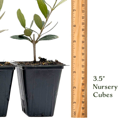 Mission Olive Tree in 2.5″ Cubes (Olea europaea ‘Mission’)