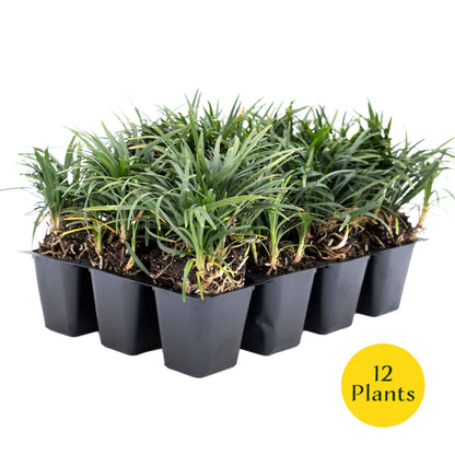 3 Mondo Grass, Live Plants in 2.5" Cubes (Ophiopogon japonicus) Shade-Loving Evergreen Ornamental Groundcover with Clumping Spreading Habit