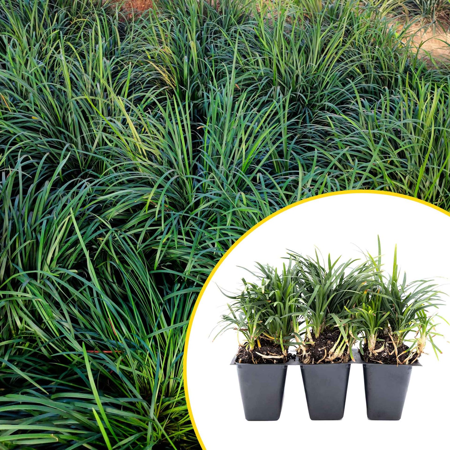 3 Mondo Grass, Live Plants in 2.5" Cubes (Ophiopogon japonicus) Shade-Loving Evergreen Ornamental Groundcover with Clumping Spreading Habit