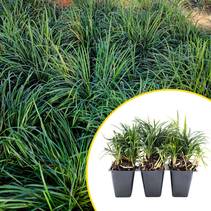 3 Mondo Grass, Live Plants in 2.5" Cubes (Ophiopogon japonicus) Shade-Loving Evergreen Ornamental Groundcover with Clumping Spreading Habit
