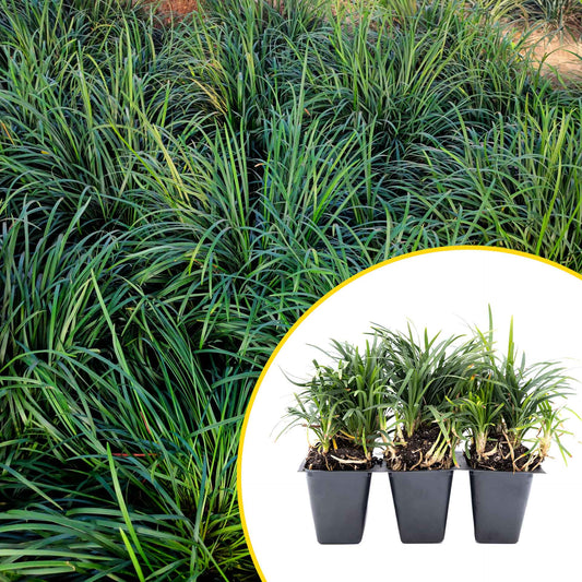 3 Mondo Grass, Live Plants in 2.5" Cubes (Ophiopogon japonicus) Shade-Loving Evergreen Ornamental Groundcover with Clumping Spreading Habit