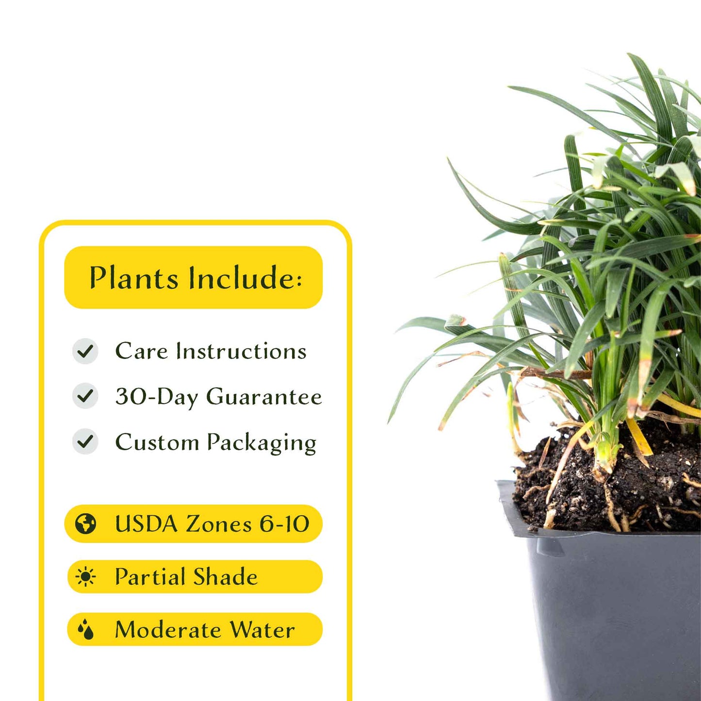 3 Mondo Grass, Live Plants in 2.5" Cubes (Ophiopogon japonicus) Shade-Loving Evergreen Ornamental Groundcover with Clumping Spreading Habit