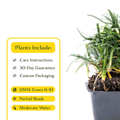 3 Mondo Grass, Live Plants in 2.5" Cubes (Ophiopogon japonicus) Shade-Loving Evergreen Ornamental Groundcover with Clumping Spreading Habit