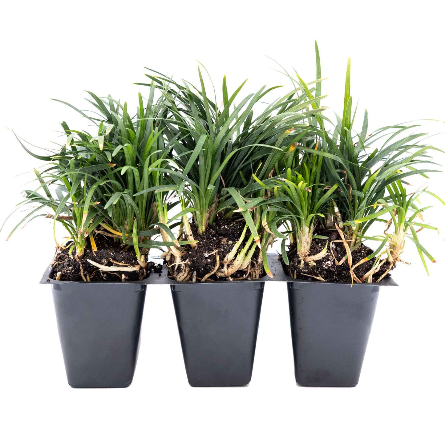 3 Mondo Grass, Live Plants in 2.5" Cubes (Ophiopogon japonicus) Shade-Loving Evergreen Ornamental Groundcover with Clumping Spreading Habit