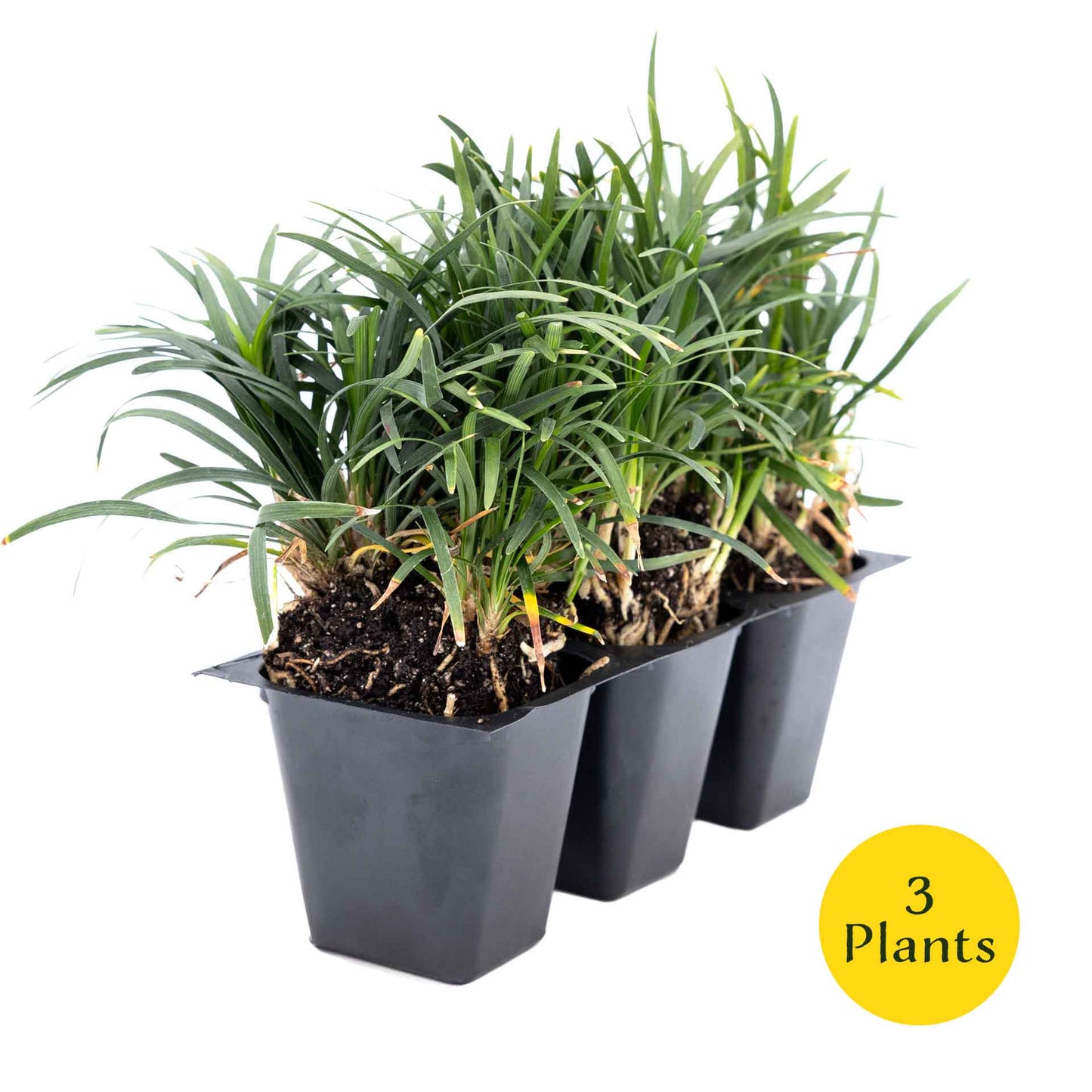 3 Mondo Grass, Live Plants in 2.5" Cubes (Ophiopogon japonicus) Shade-Loving Evergreen Ornamental Groundcover with Clumping Spreading Habit