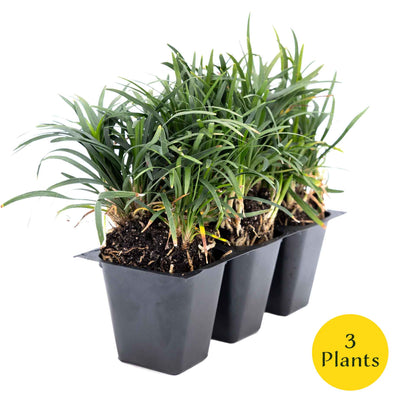 3 Mondo Grass, Live Plants in 2.5" Cubes (Ophiopogon japonicus) Shade-Loving Evergreen Ornamental Groundcover with Clumping Spreading Habit