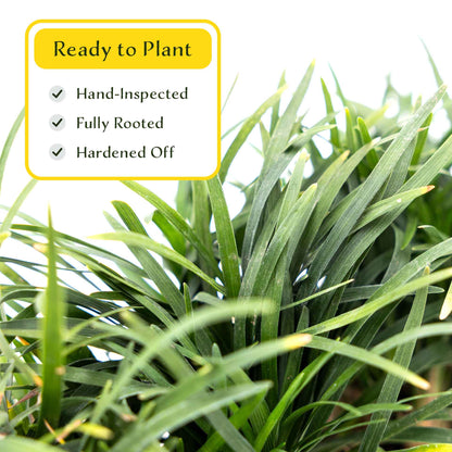 3 Mondo Grass, Live Plants in 2.5" Cubes (Ophiopogon japonicus) Shade-Loving Evergreen Ornamental Groundcover with Clumping Spreading Habit