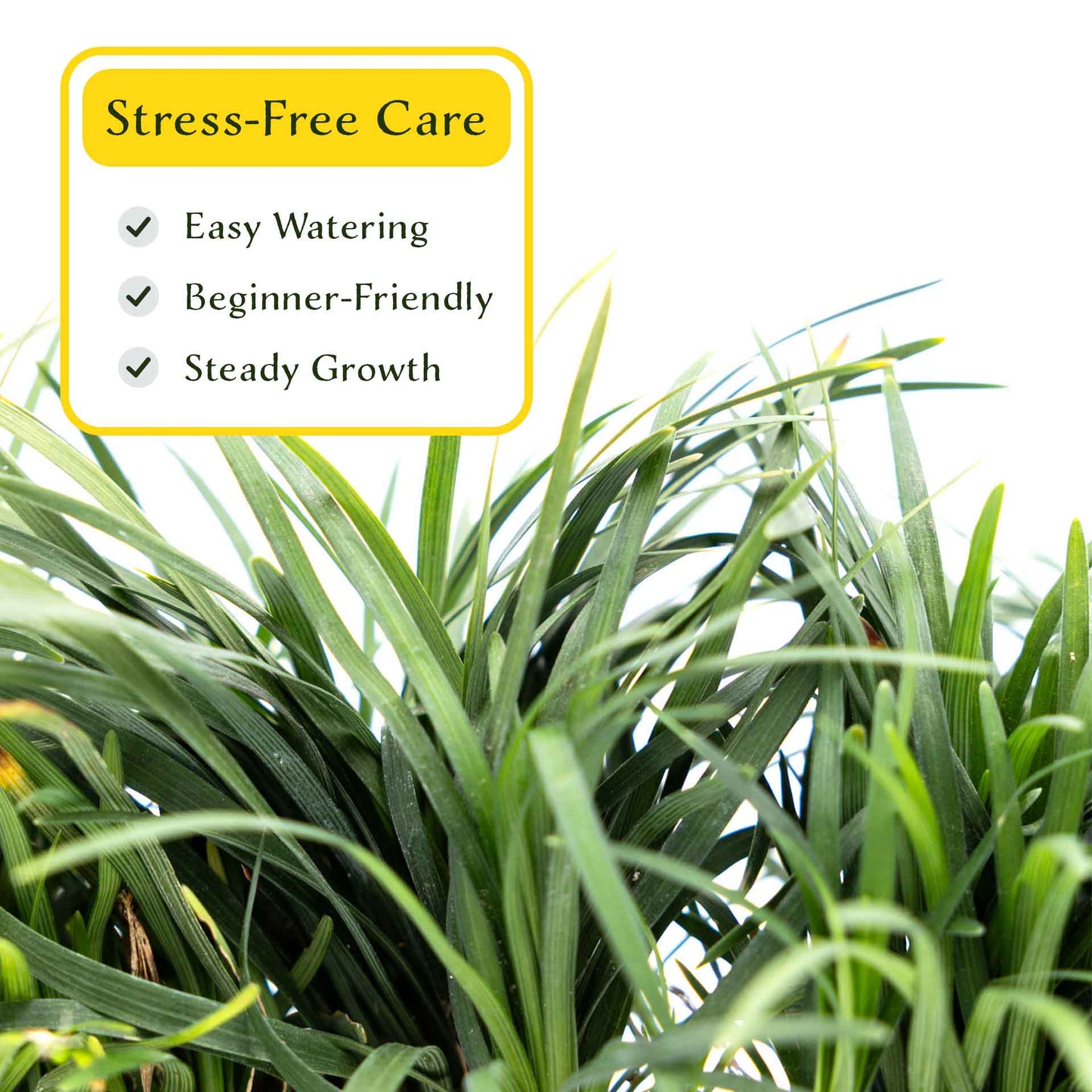 3 Mondo Grass, Live Plants in 2.5" Cubes (Ophiopogon japonicus) Shade-Loving Evergreen Ornamental Groundcover with Clumping Spreading Habit
