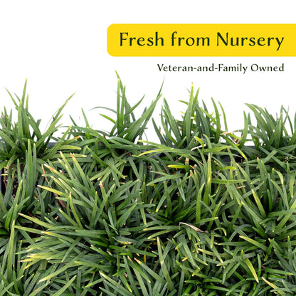 3 Mondo Grass, Live Plants in 2.5" Cubes (Ophiopogon japonicus) Shade-Loving Evergreen Ornamental Groundcover with Clumping Spreading Habit