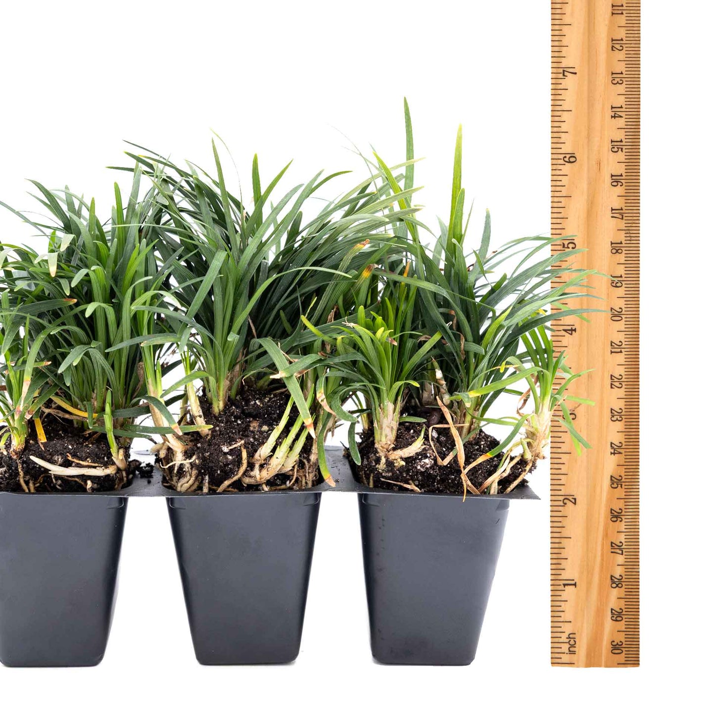 3 Mondo Grass, Live Plants in 2.5" Cubes (Ophiopogon japonicus) Shade-Loving Evergreen Ornamental Groundcover with Clumping Spreading Habit