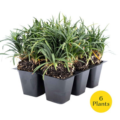 3 Mondo Grass, Live Plants in 2.5" Cubes (Ophiopogon japonicus) Shade-Loving Evergreen Ornamental Groundcover with Clumping Spreading Habit