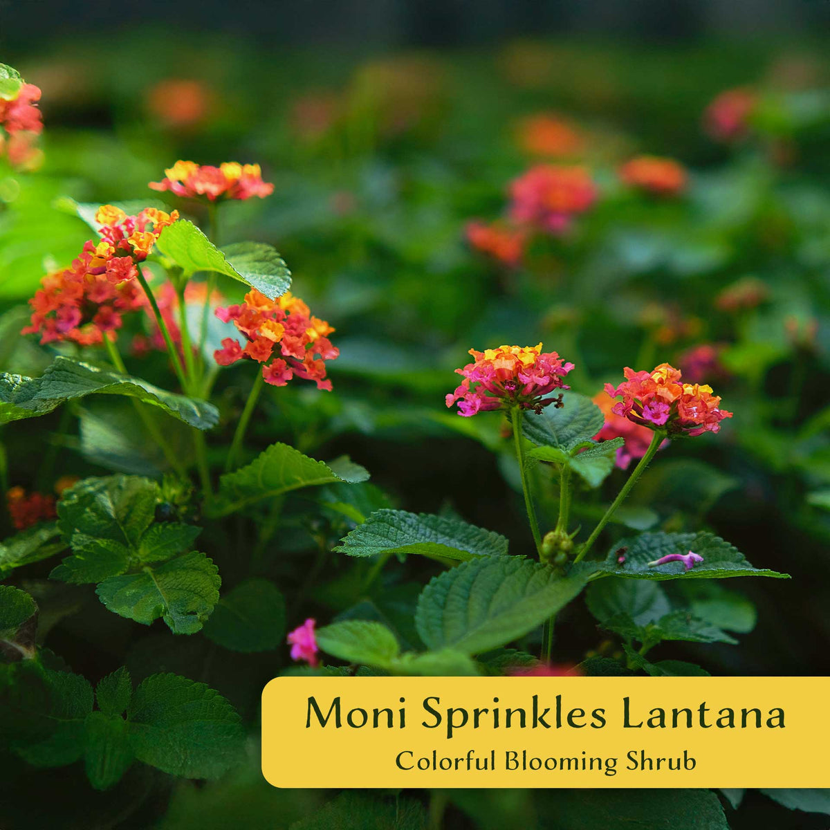 2 Moni Sprinkles Lantana – Flowering Perennial Shrub with Vibrant Pink, Orange & Yellow Blooms (Lantana x ‘Moni’) in 3.5″ Cubes