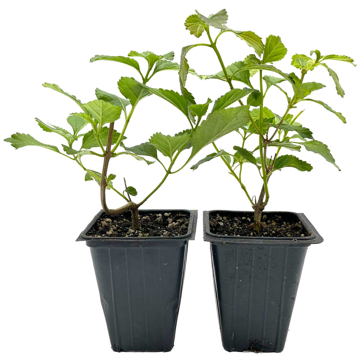 2 Moni Sprinkles Lantana – Flowering Perennial Shrub with Vibrant Pink, Orange & Yellow Blooms (Lantana x ‘Moni’) in 3.5″ Cubes