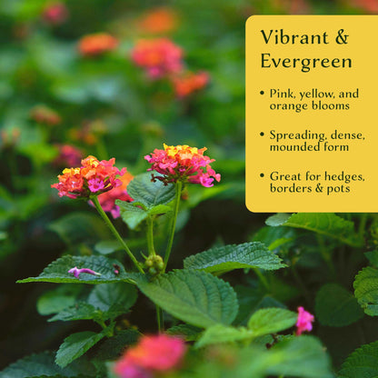 2 Moni Sprinkles Lantana – Flowering Perennial Shrub with Vibrant Pink, Orange & Yellow Blooms (Lantana x ‘Moni’) in 3.5″ Cubes