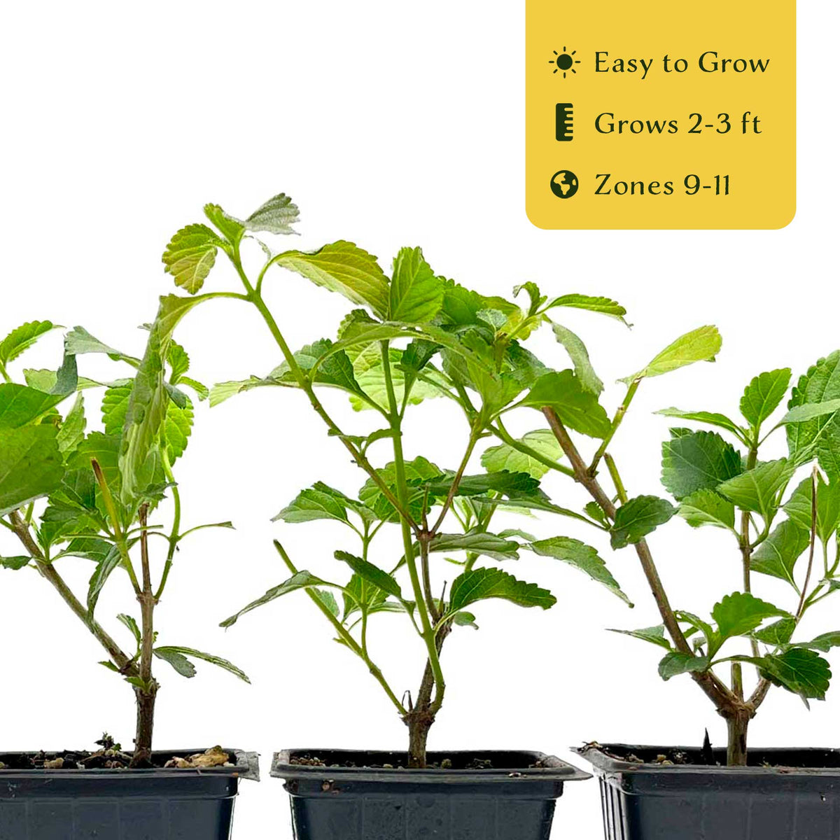 2 Moni Sprinkles Lantana – Flowering Perennial Shrub with Vibrant Pink, Orange & Yellow Blooms (Lantana x ‘Moni’) in 3.5″ Cubes