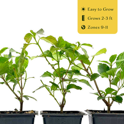 2 Moni Sprinkles Lantana – Flowering Perennial Shrub with Vibrant Pink, Orange & Yellow Blooms (Lantana x ‘Moni’) in 3.5″ Cubes
