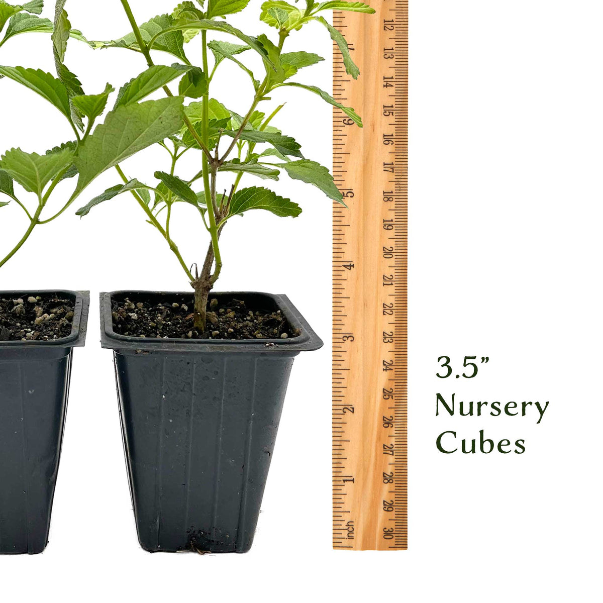 2 Moni Sprinkles Lantana – Flowering Perennial Shrub with Vibrant Pink, Orange & Yellow Blooms (Lantana x ‘Moni’) in 3.5″ Cubes