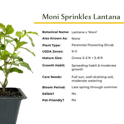 2 Moni Sprinkles Lantana – Flowering Perennial Shrub with Vibrant Pink, Orange & Yellow Blooms (Lantana x ‘Moni’) in 3.5″ Cubes