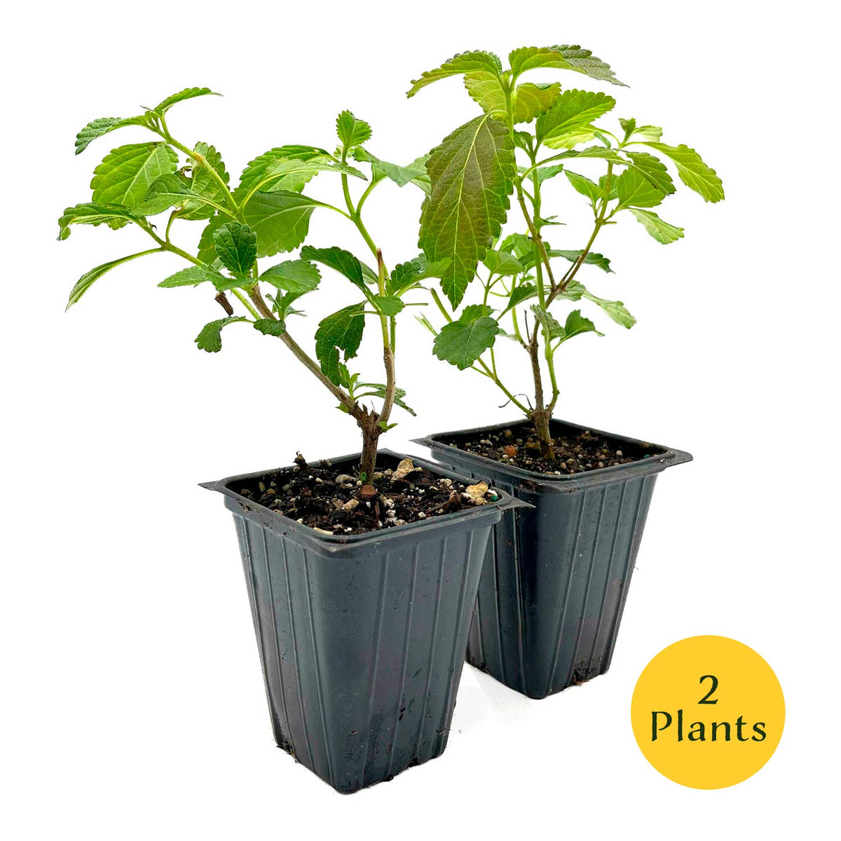 2 Moni Sprinkles Lantana – Flowering Perennial Shrub with Vibrant Pink, Orange & Yellow Blooms (Lantana x ‘Moni’) in 3.5″ Cubes
