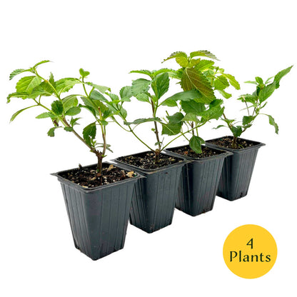 2 Moni Sprinkles Lantana – Flowering Perennial Shrub with Vibrant Pink, Orange & Yellow Blooms (Lantana x ‘Moni’) in 3.5″ Cubes
