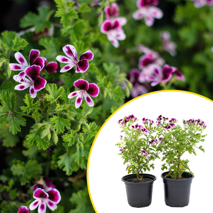 2 'Mosquito Away Eva' Citronella (Pelargonium citrosum 'Mosquito Away Eva') Live Mosquito Plants in 4" Pots, Flowering Scented Geranium