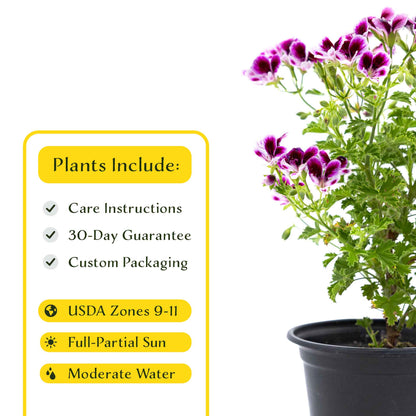 2 'Mosquito Away Eva' Citronella (Pelargonium citrosum 'Mosquito Away Eva') Live Mosquito Plants in 4" Pots, Flowering Scented Geranium