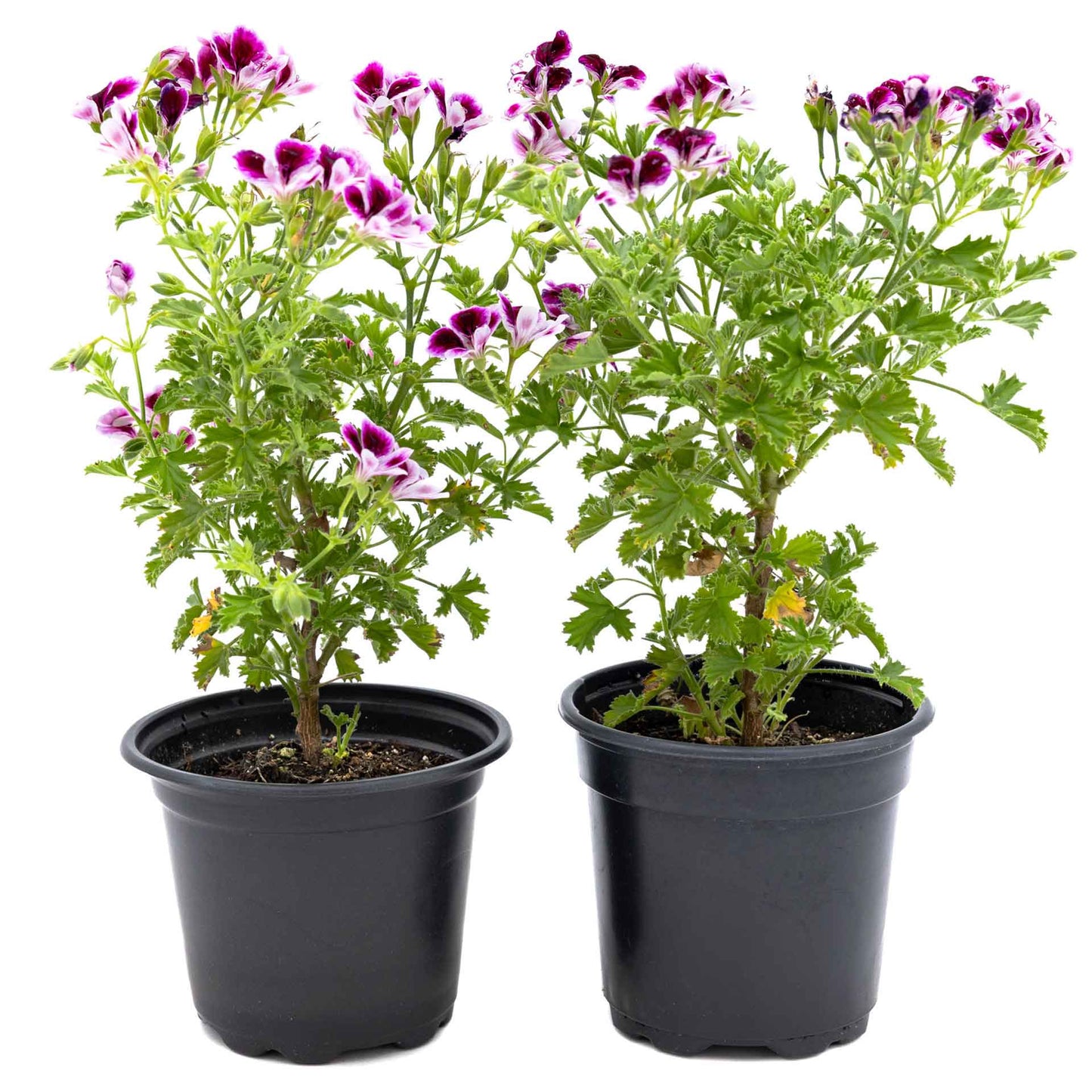 2 'Mosquito Away Eva' Citronella (Pelargonium citrosum 'Mosquito Away Eva') Live Mosquito Plants in 4" Pots, Flowering Scented Geranium
