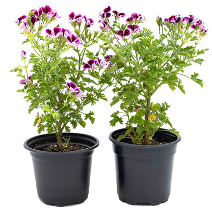 2 'Mosquito Away Eva' Citronella (Pelargonium citrosum 'Mosquito Away Eva') Live Mosquito Plants in 4" Pots, Flowering Scented Geranium