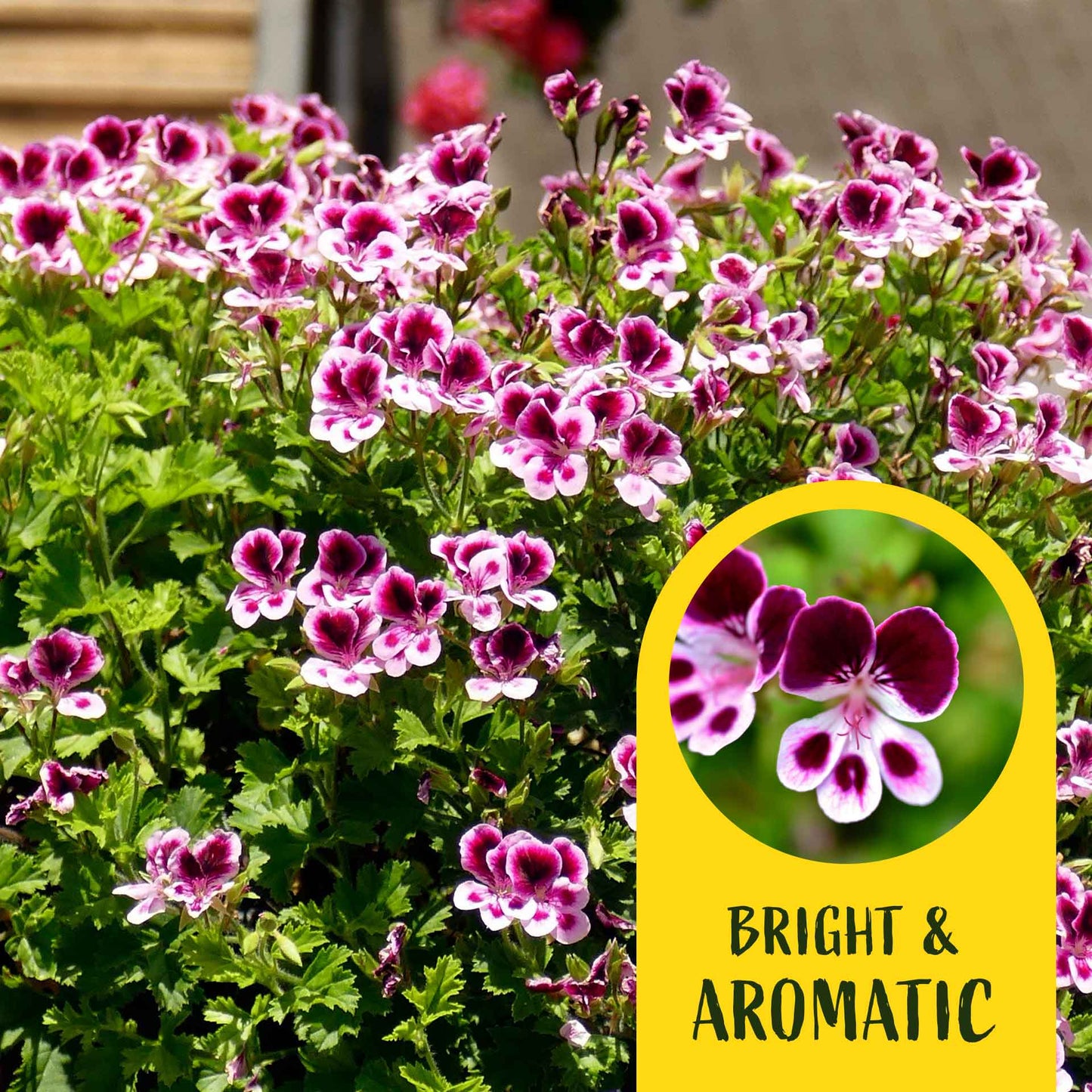 2 'Mosquito Away Eva' Citronella (Pelargonium citrosum 'Mosquito Away Eva') Live Mosquito Plants in 4" Pots, Flowering Scented Geranium