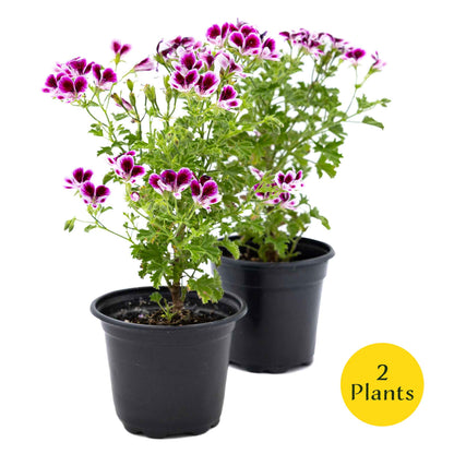 2 'Mosquito Away Eva' Citronella (Pelargonium citrosum 'Mosquito Away Eva') Live Mosquito Plants in 4" Pots, Flowering Scented Geranium