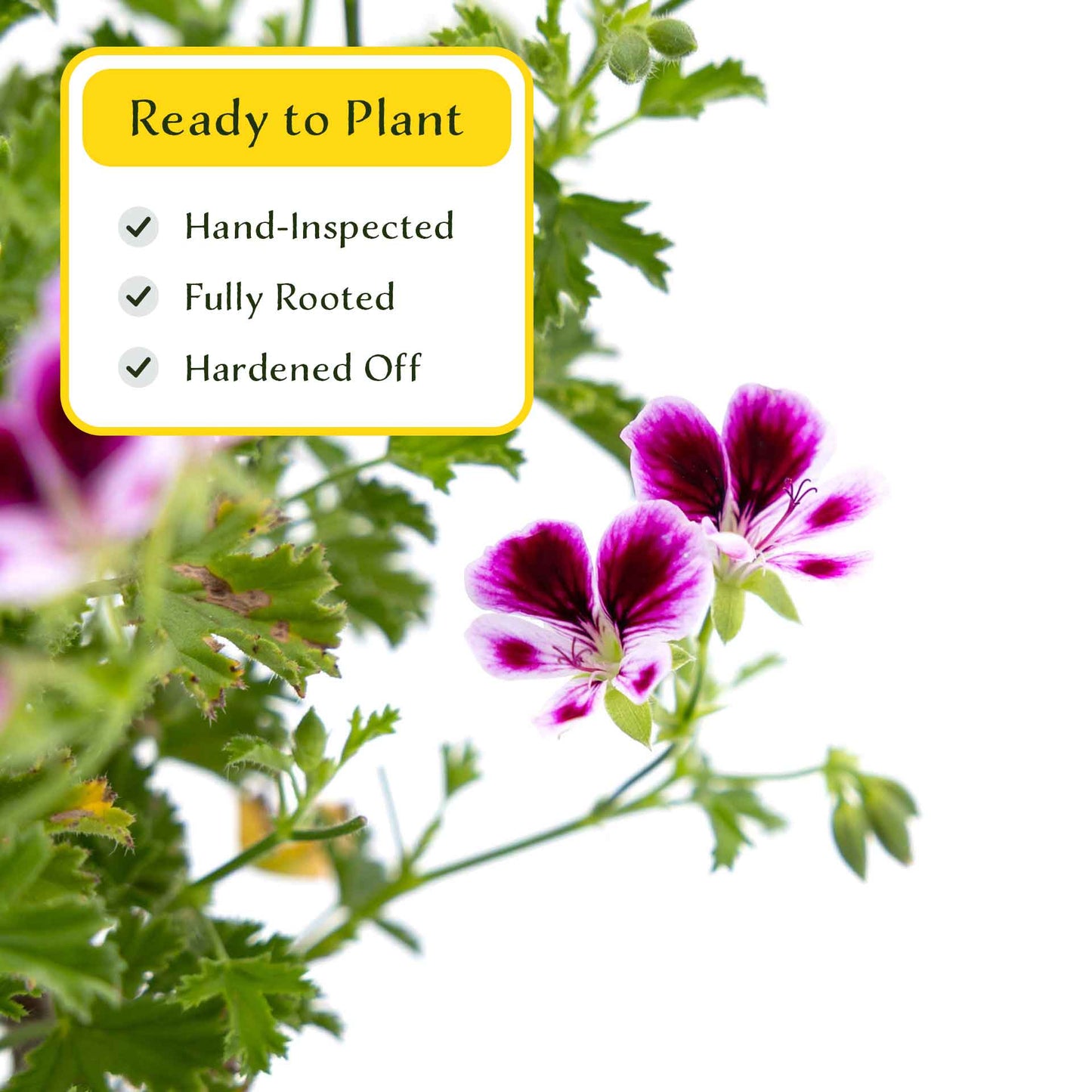 2 'Mosquito Away Eva' Citronella (Pelargonium citrosum 'Mosquito Away Eva') Live Mosquito Plants in 4" Pots, Flowering Scented Geranium