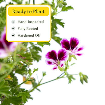 2 'Mosquito Away Eva' Citronella (Pelargonium citrosum 'Mosquito Away Eva') Live Mosquito Plants in 4" Pots, Flowering Scented Geranium