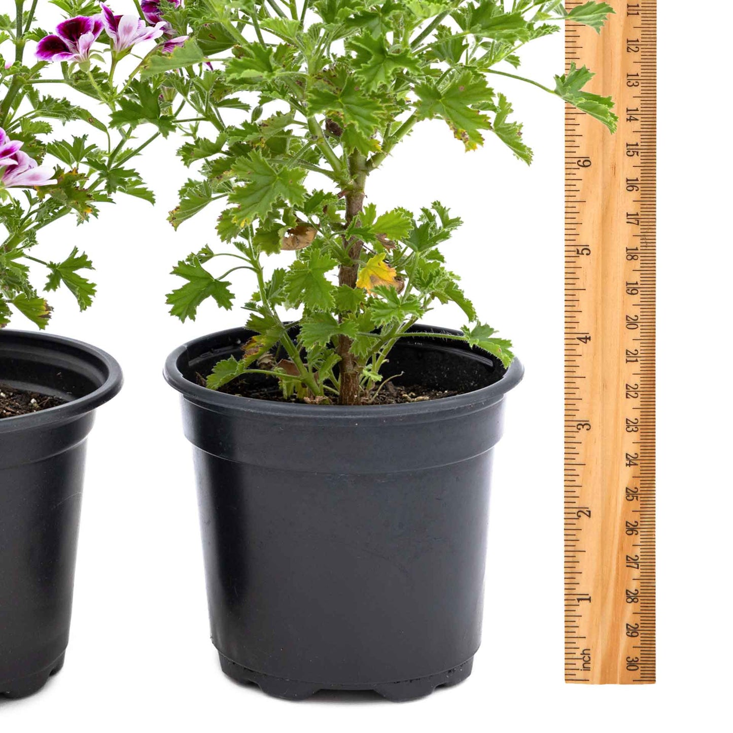 2 'Mosquito Away Eva' Citronella (Pelargonium citrosum 'Mosquito Away Eva') Live Mosquito Plants in 4" Pots, Flowering Scented Geranium