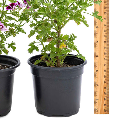 2 'Mosquito Away Eva' Citronella (Pelargonium citrosum 'Mosquito Away Eva') Live Mosquito Plants in 4" Pots, Flowering Scented Geranium